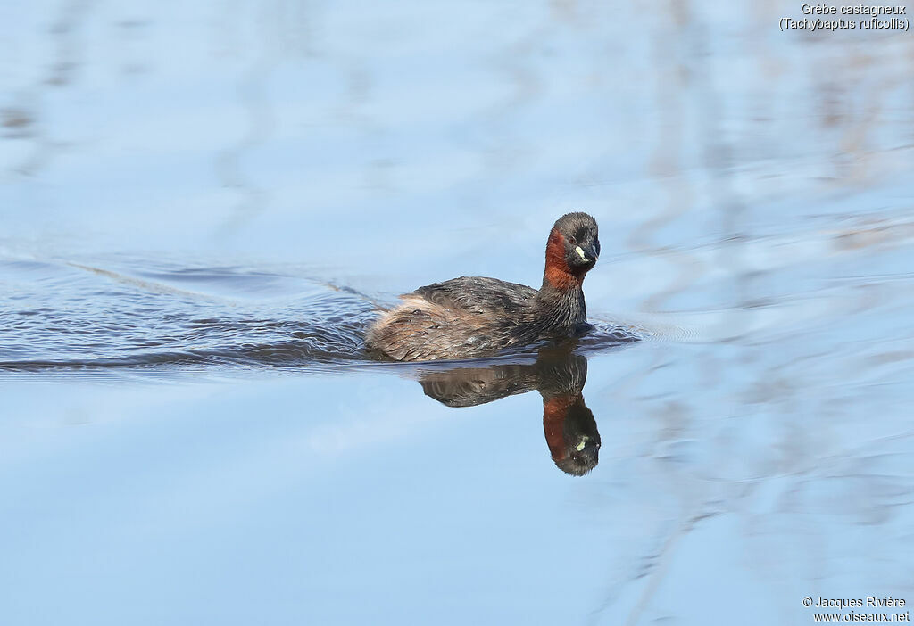 Little Grebe male adult breeding, identification, swimming