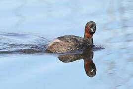 Little Grebe