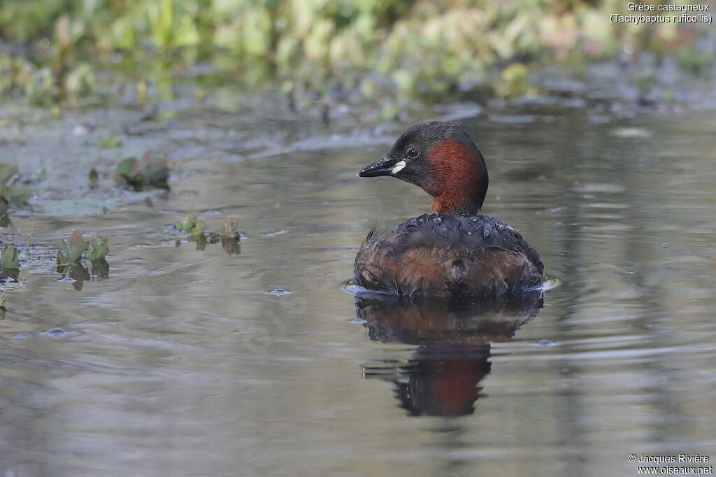 Little Grebe male adult breeding, identification, swimming