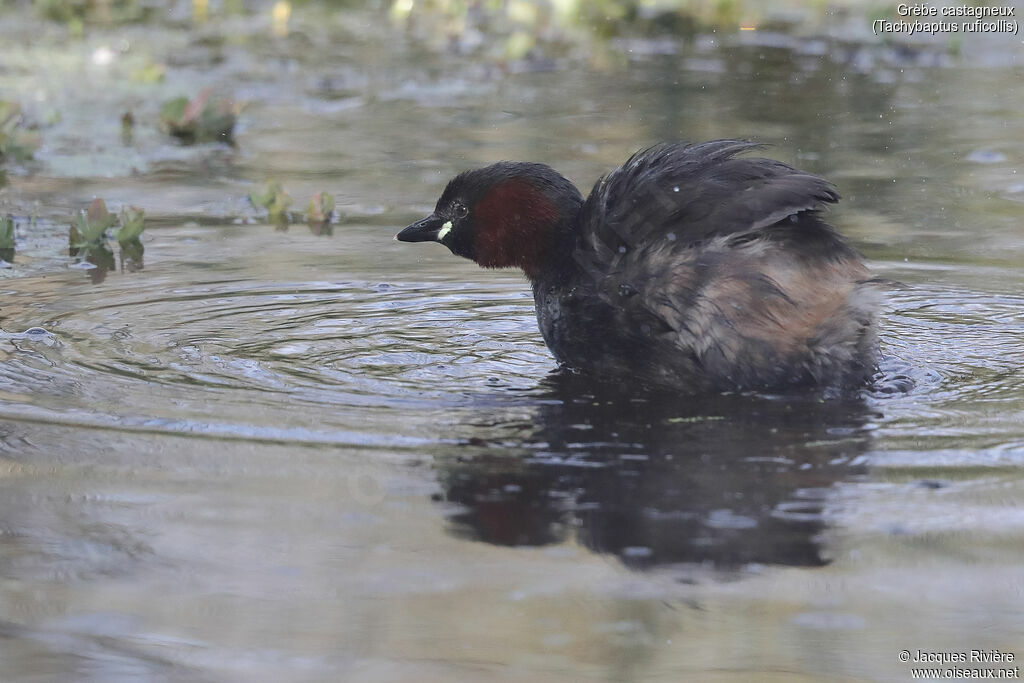 Little Grebeadult breeding, identification, care