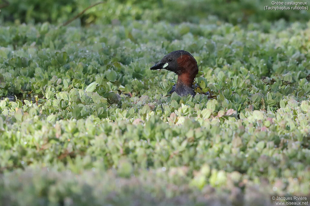 Little Grebeadult breeding, identification, swimming