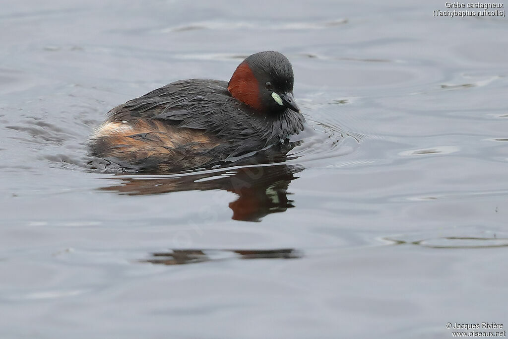 Little Grebeadult breeding, identification, swimming