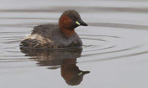 Little Grebe