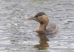 Little Grebe