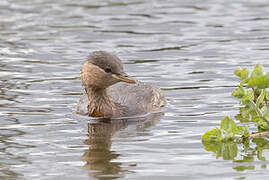 Little Grebe