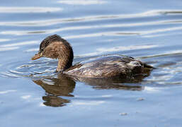 Little Grebe