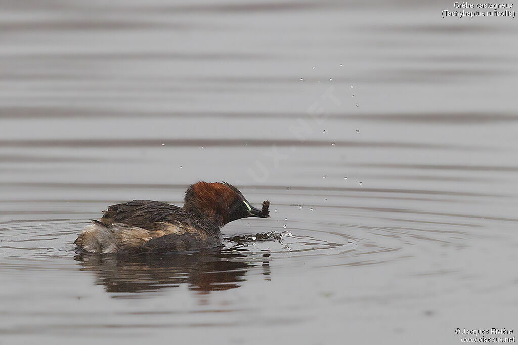 Grèbe castagneuxadulte nuptial, identification, mange