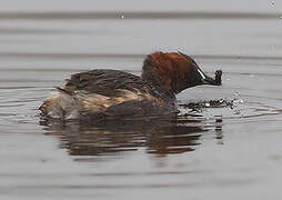 Little Grebe