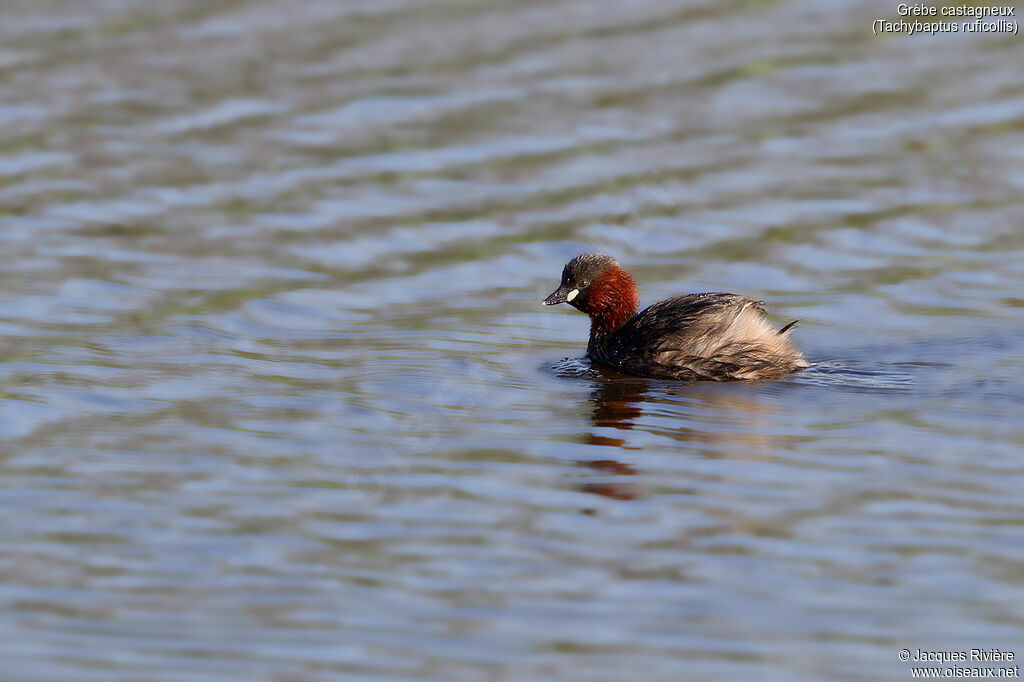 Little Grebeadult breeding, identification, swimming