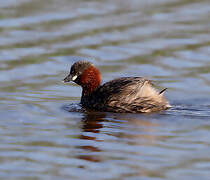 Little Grebe