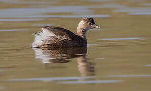 Little Grebe