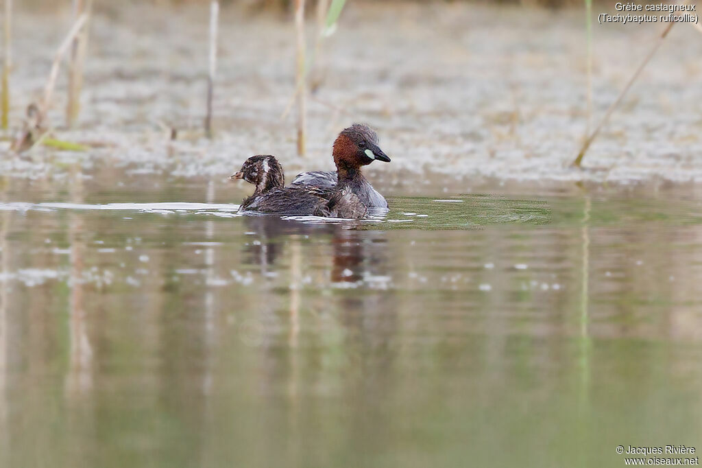 Little Grebe, identification, Reproduction-nesting