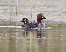 Little Grebe