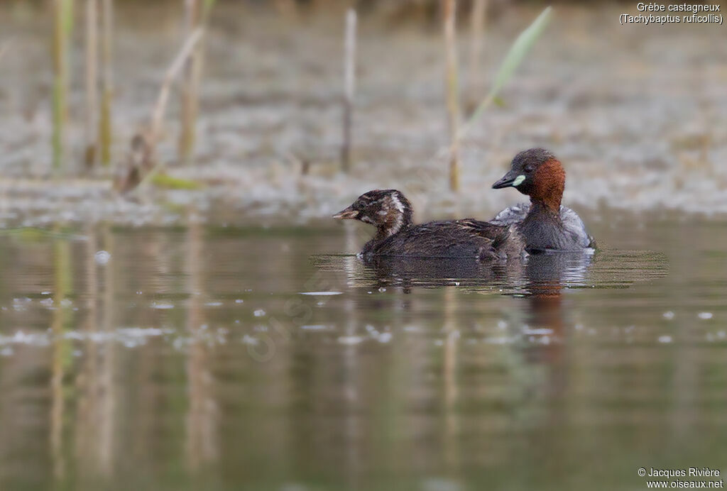 Little Grebe, identification, Reproduction-nesting