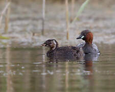 Little Grebe