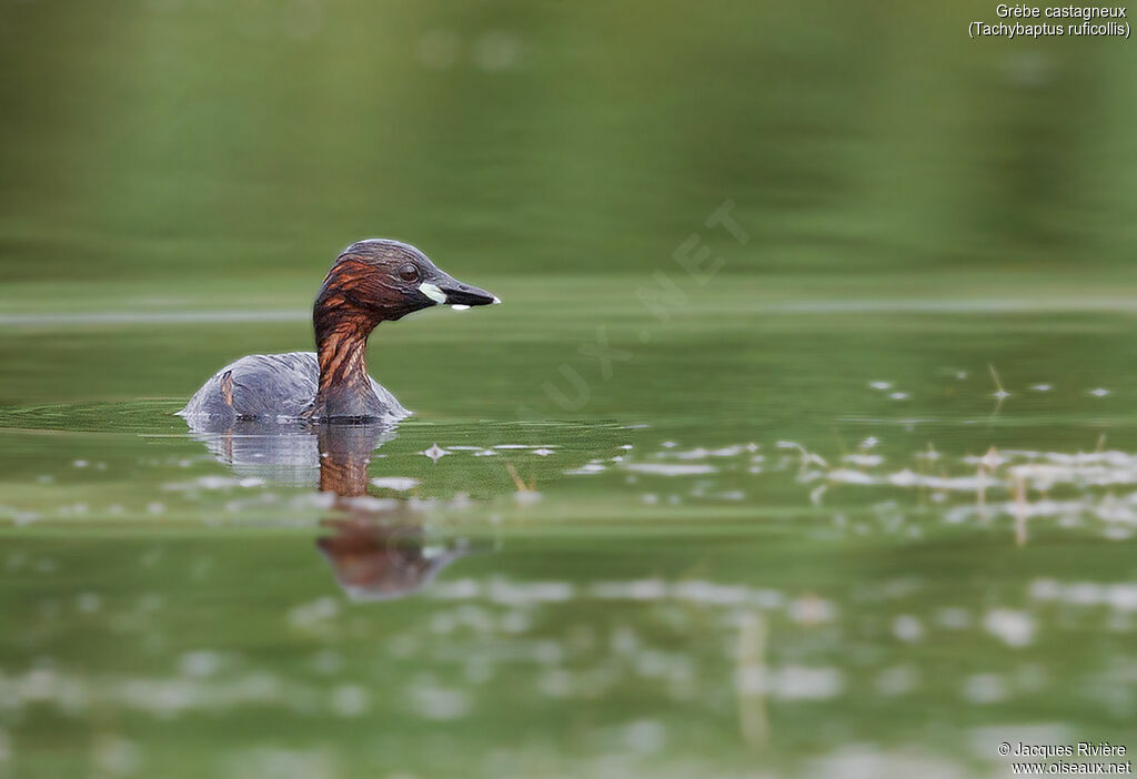 Little Grebeadult breeding, identification, swimming