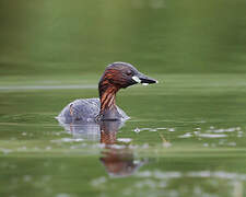 Little Grebe