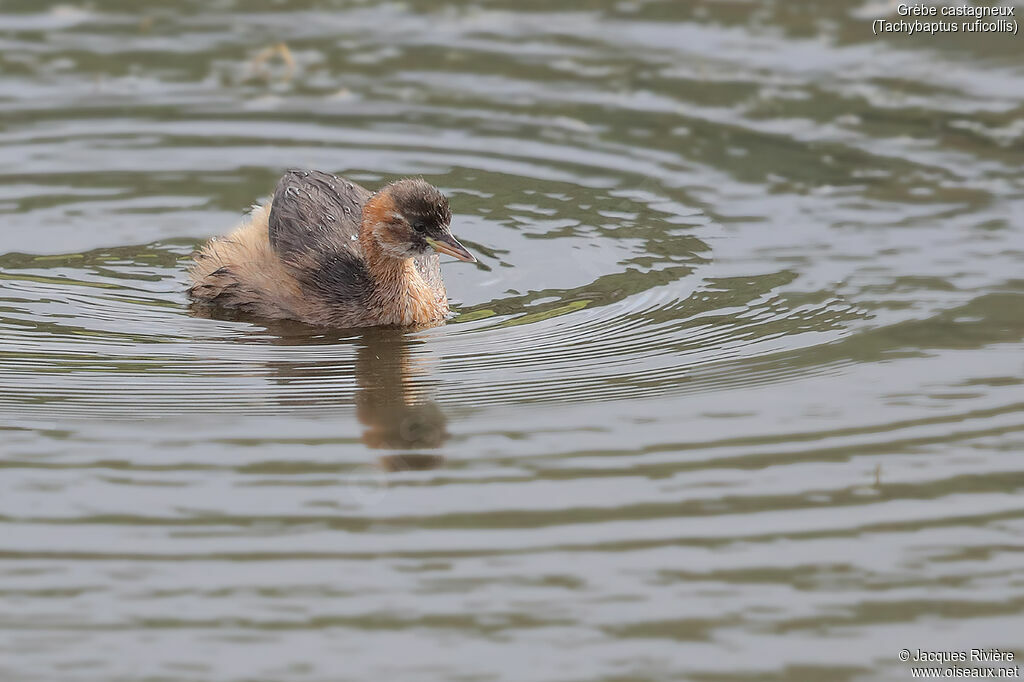 Little Grebeimmature, identification, swimming