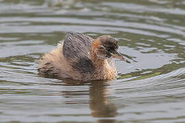 Little Grebe