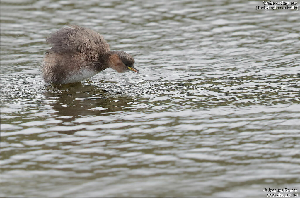 Little Grebeadult post breeding, swimming