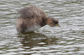 Little Grebe