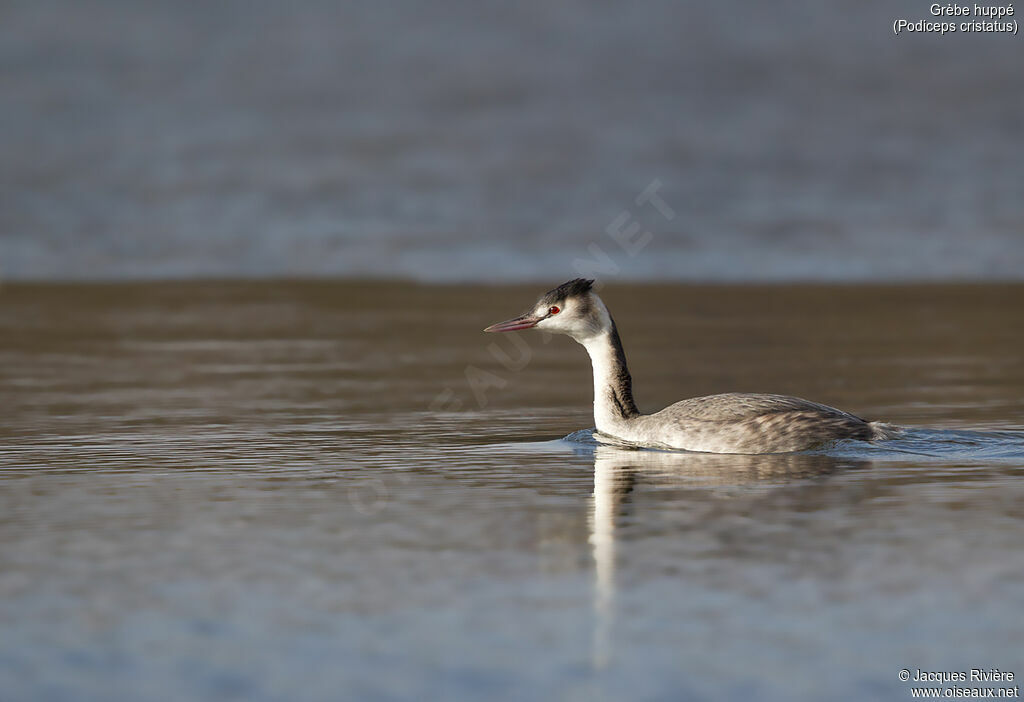 Great Crested Grebeadult post breeding, identification, swimming