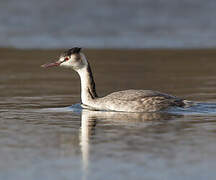 Great Crested Grebe