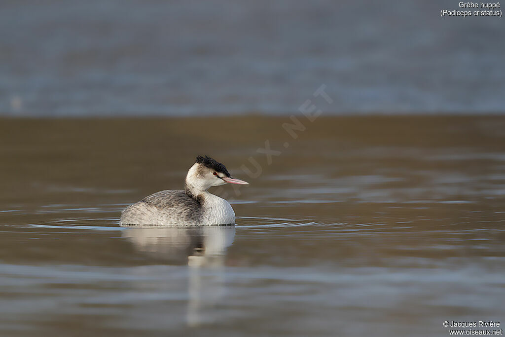 Great Crested Grebeadult post breeding, identification, swimming