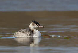 Great Crested Grebe