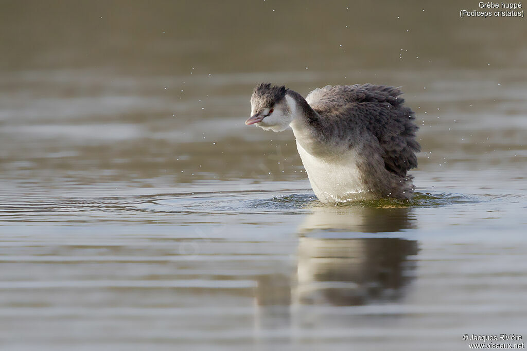 Great Crested Grebeadult post breeding, identification, care, swimming