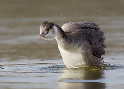 Great Crested Grebe