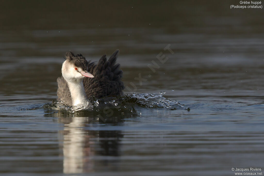 Great Crested Grebeadult post breeding, identification, swimming