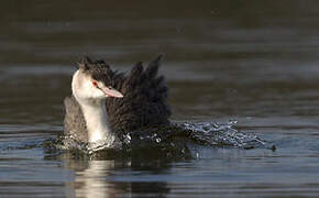 Great Crested Grebe