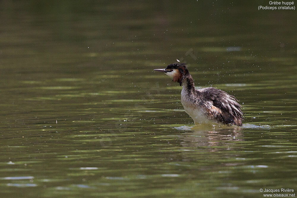 Great Crested Grebeadult breeding, identification