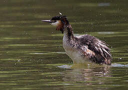 Great Crested Grebe