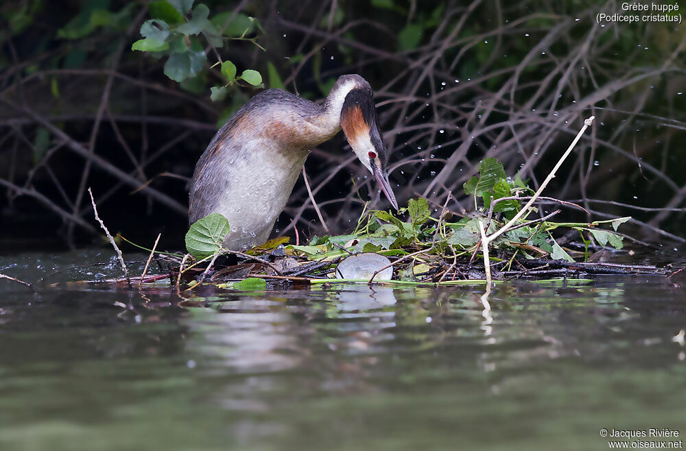 Great Crested Grebeadult breeding, identification, Reproduction-nesting