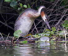 Great Crested Grebe