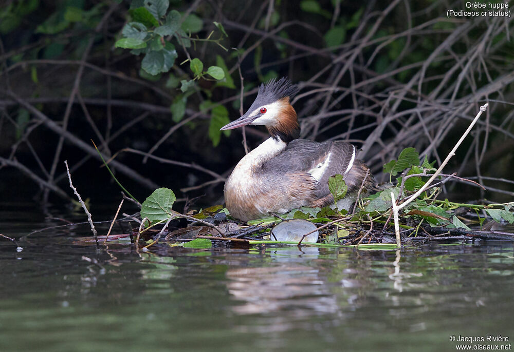 Great Crested Grebeadult breeding, identification, Reproduction-nesting