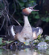 Great Crested Grebe