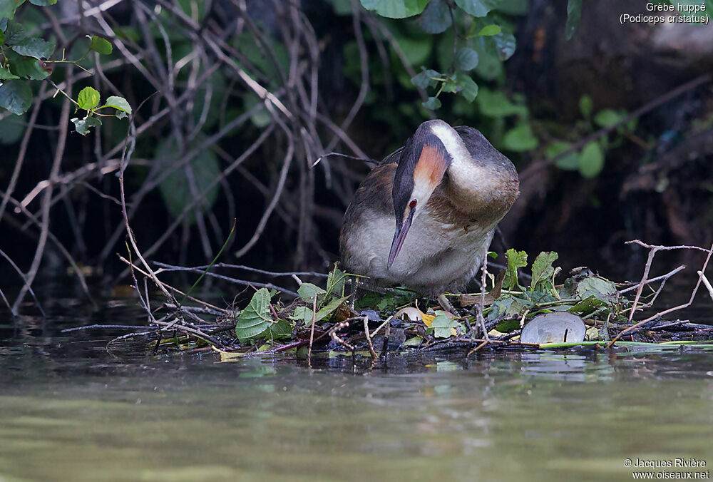 Great Crested Grebeadult breeding, identification, Reproduction-nesting