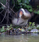 Great Crested Grebe