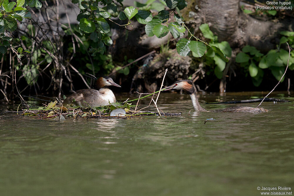 Great Crested Grebeadult breeding, Reproduction-nesting