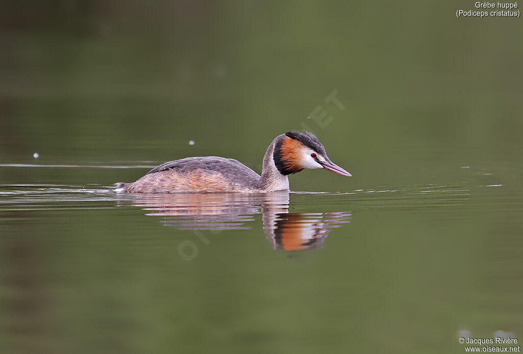 Great Crested Grebeadult breeding, identification, swimming