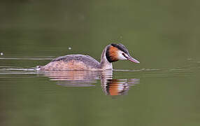 Great Crested Grebe