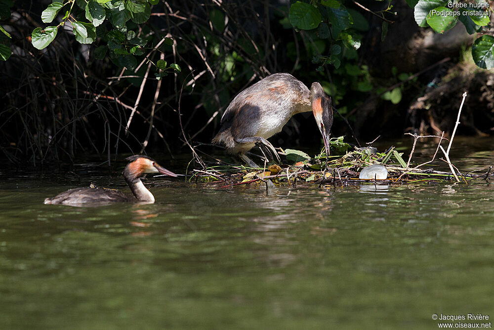 Great Crested Grebeadult breeding, Reproduction-nesting