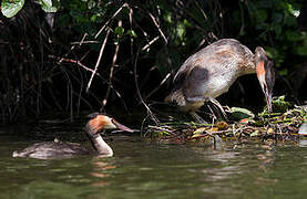 Great Crested Grebe