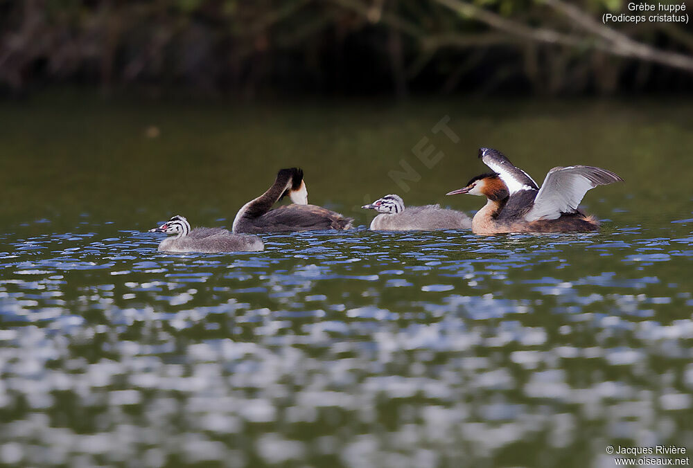 Great Crested Grebe, Reproduction-nesting