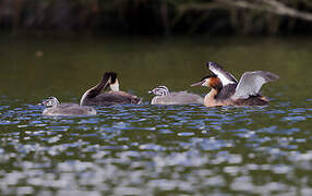 Great Crested Grebe