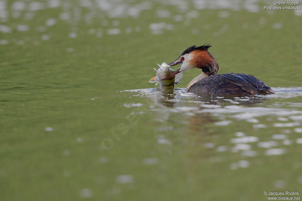 Great Crested Grebeadult, identification, eats