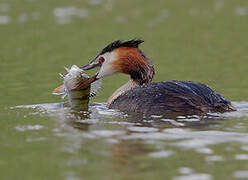 Great Crested Grebe